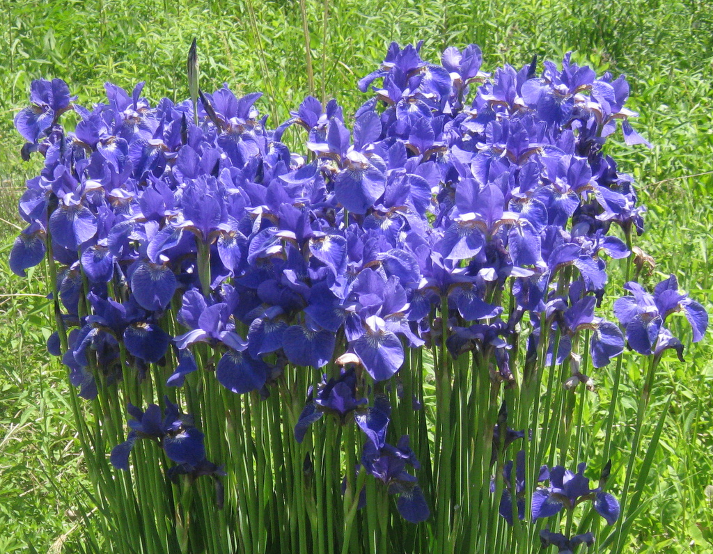 Iris sanguinea